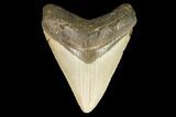 Fossil Megalodon Tooth - North Carolina #124642-1
